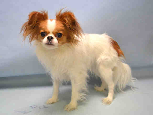 LADY LUCY A1007674