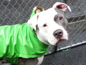 MISS COOKIE – A1069174