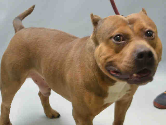 Jack Daniels Aka Jd – A1072502