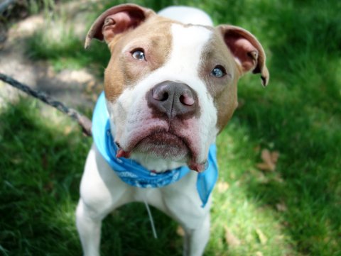 ROCKY Aka ROCKY B – A1074928