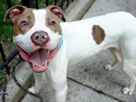 ROCKY Aka ROCKY B – A1074928