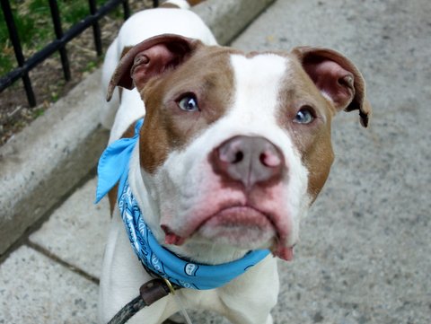 ROCKY Aka ROCKY B – A1074928