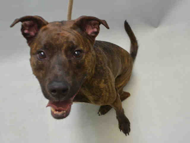 MELO – A1073350