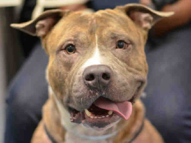 CAPONE aka CASH – A1076908