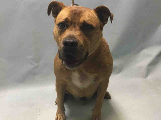 BAXTER – A1079627