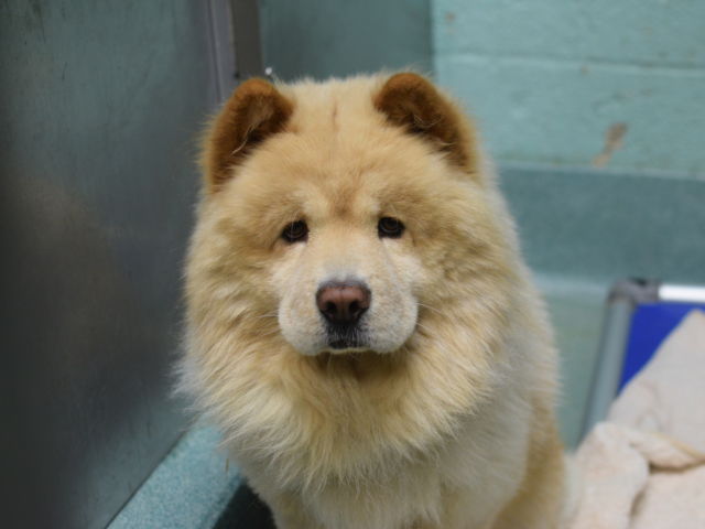 chow chow simba