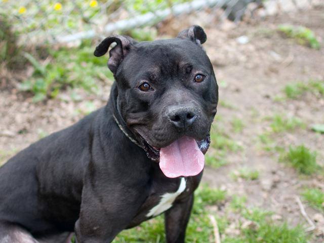 LUMOS aka STITCH – A0995795 (ALT ID A1085026)