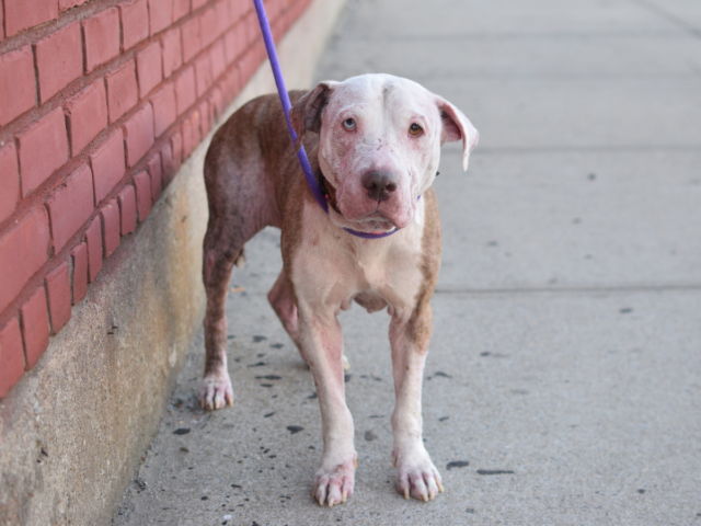 HAZEL - A1089212