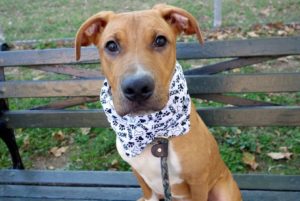 POINDEXTER aka YORK – A1093242