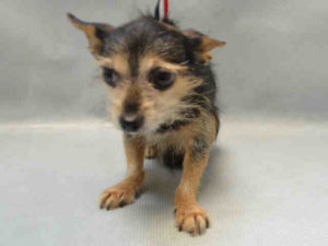 HARLOW - A1095239