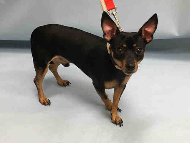 CHIKITO – A1098816