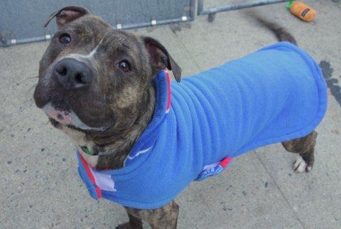 POOKIE – A1098924