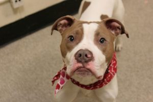 ROCKY Aka ROCKY B – A1074928