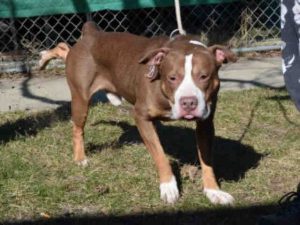 SNICKERS aka MANGO – A1104243