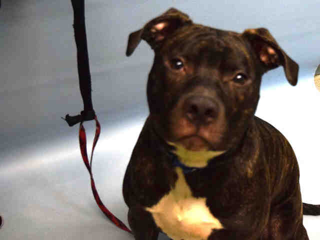 RUFUS – A1108007