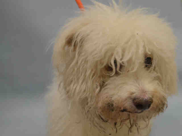 poodle rescue ny