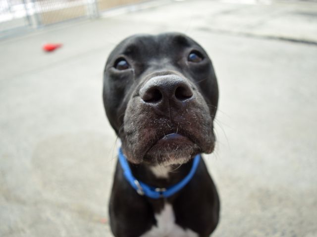 ROCKY Aka MACBETH – A1107417