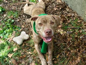 STYKIE – A1111150