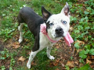 SKYE – A1115576