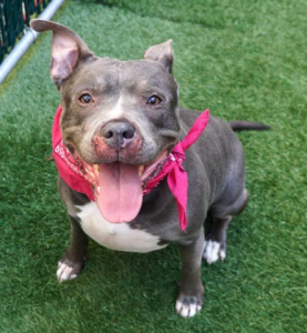 GUCCI – A1117386