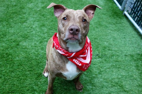 HAZEL - A1119274